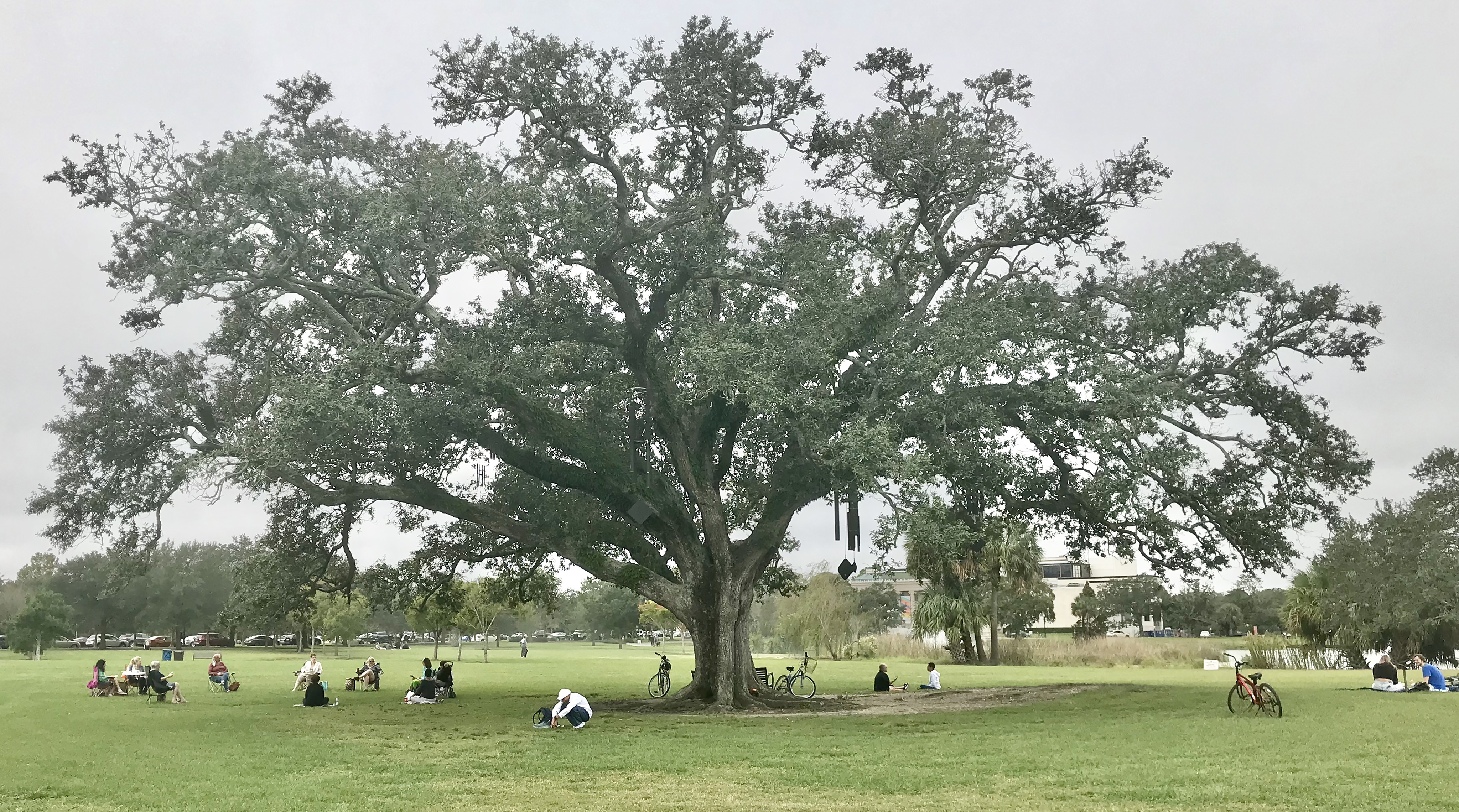 Photo of a large oak tree in a big grass field with people sitting under the shade of the tree