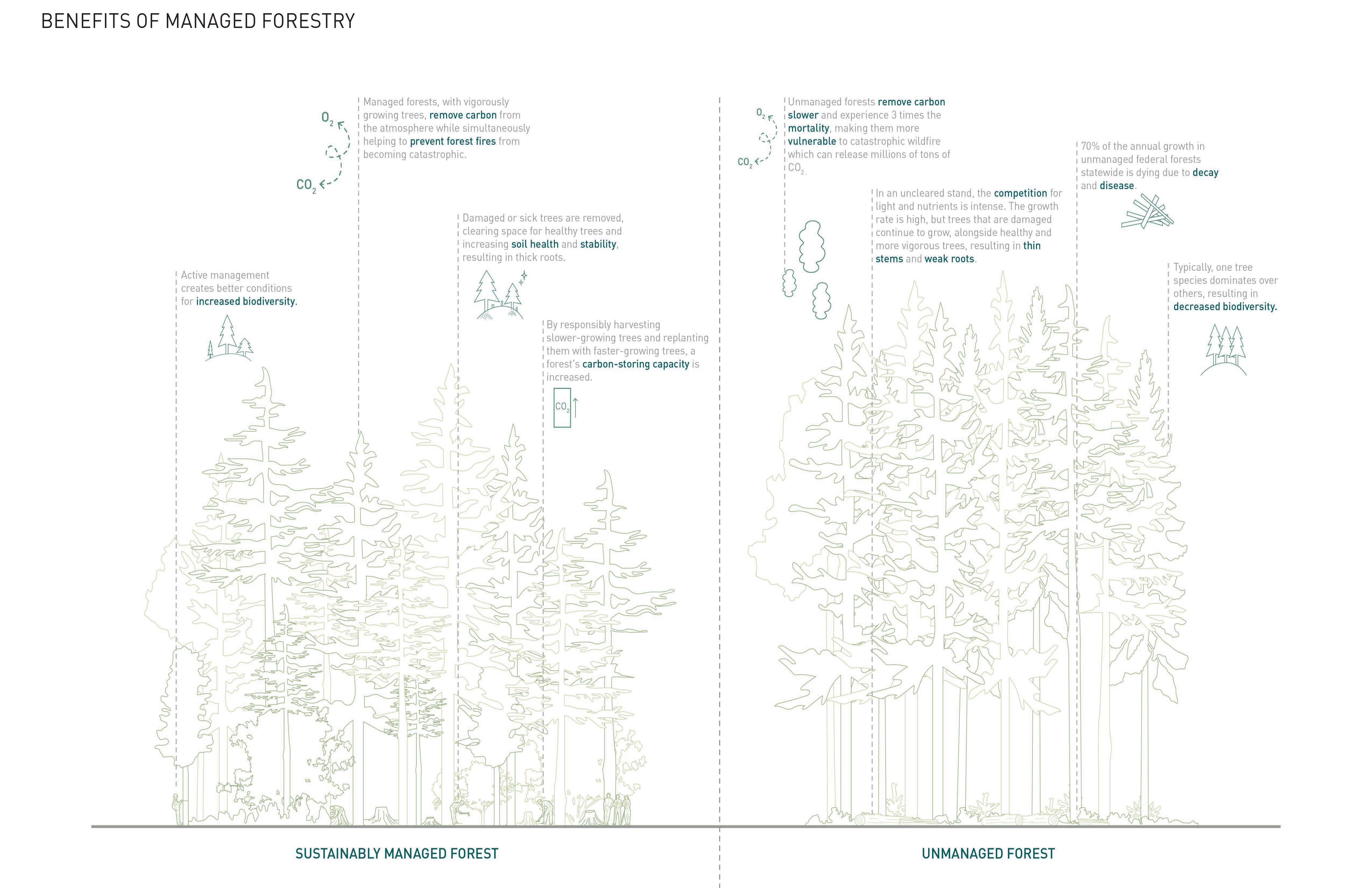 Long-Term Forest Resiliency