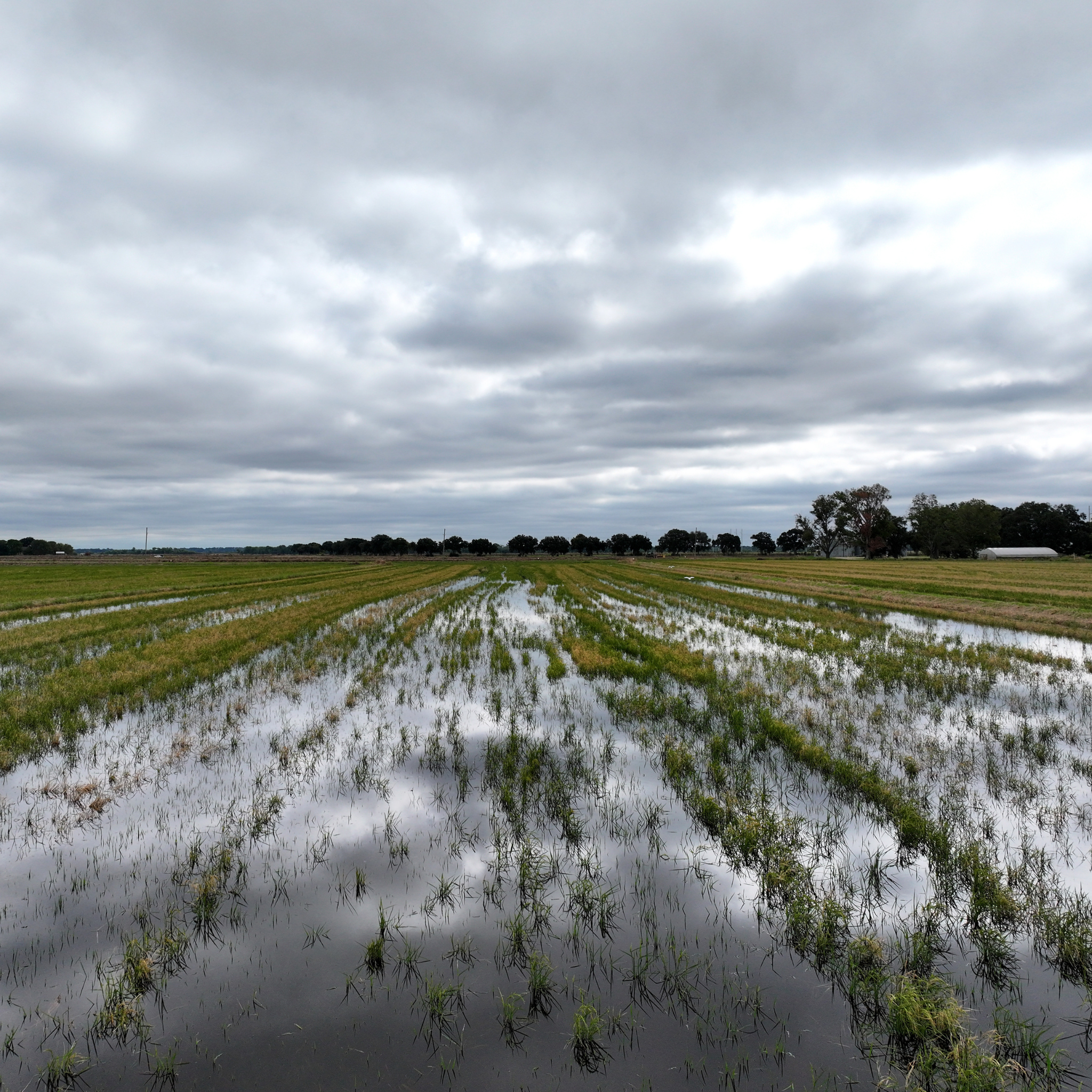 Watery marsh field to represent research work by Liz Camuti.