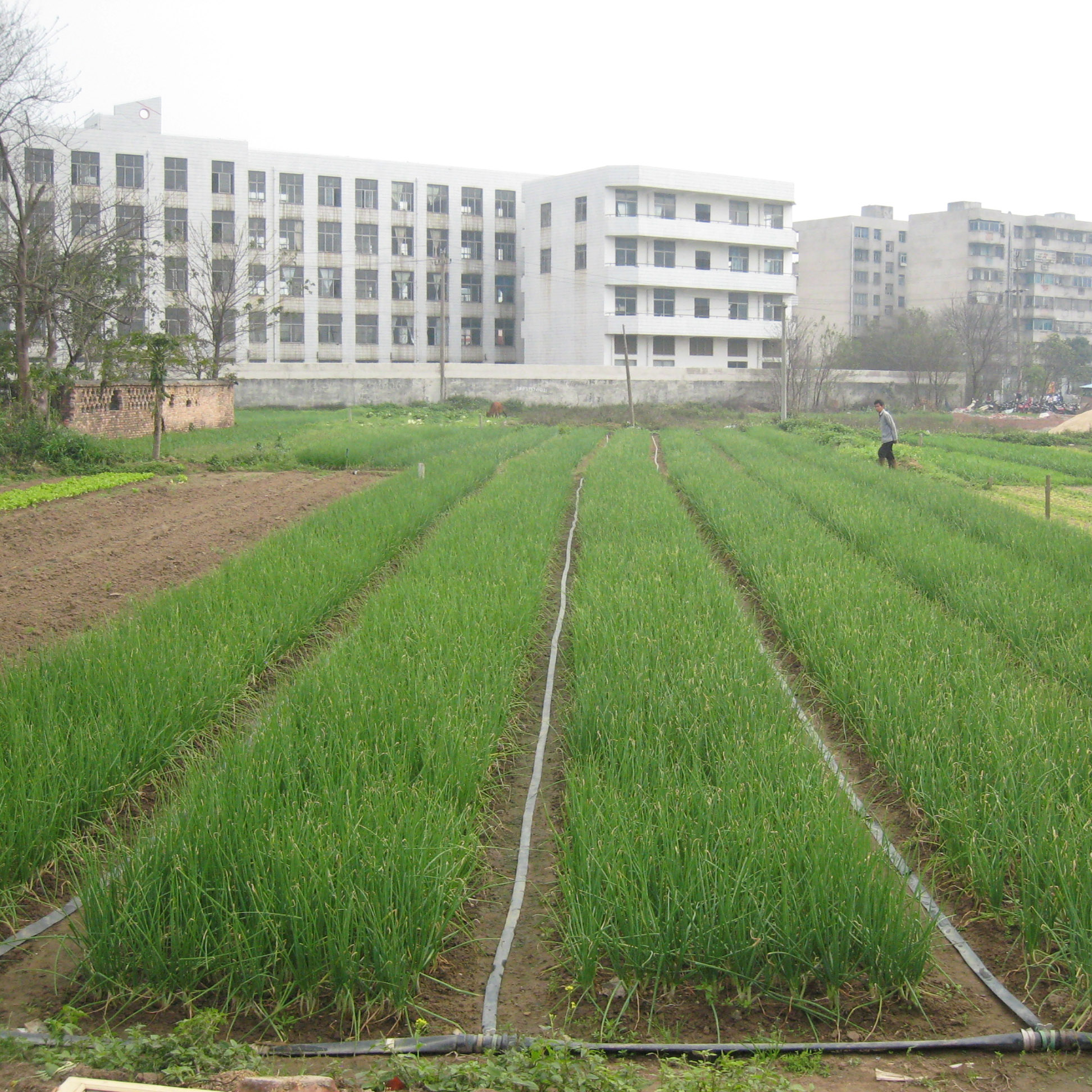 Rows of grass-type agriculture in foreground and mixed-use, multi-floor buildings in background.
