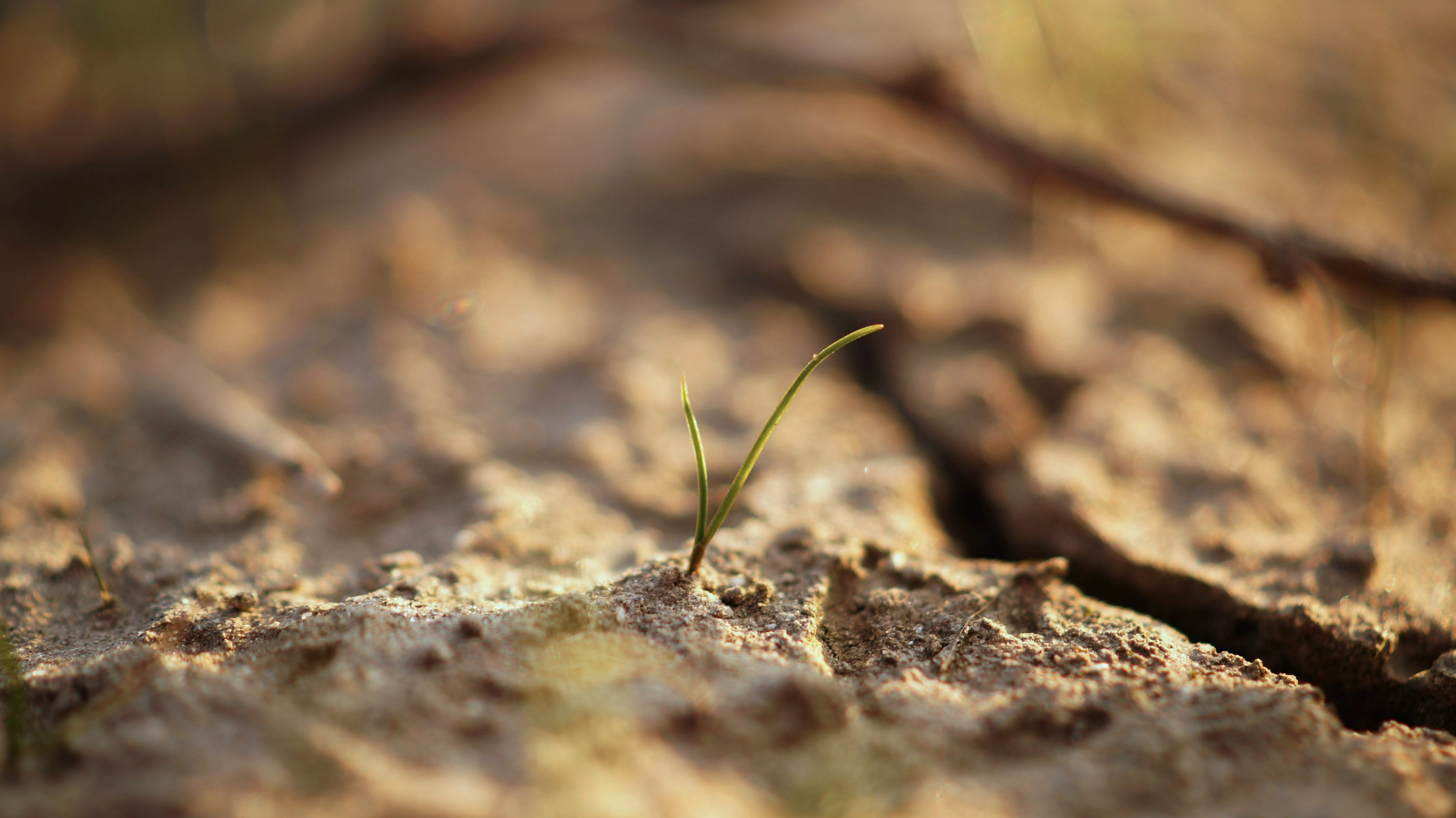 Closeup of a small plant sprout growing out of dry, cracked ground soil.