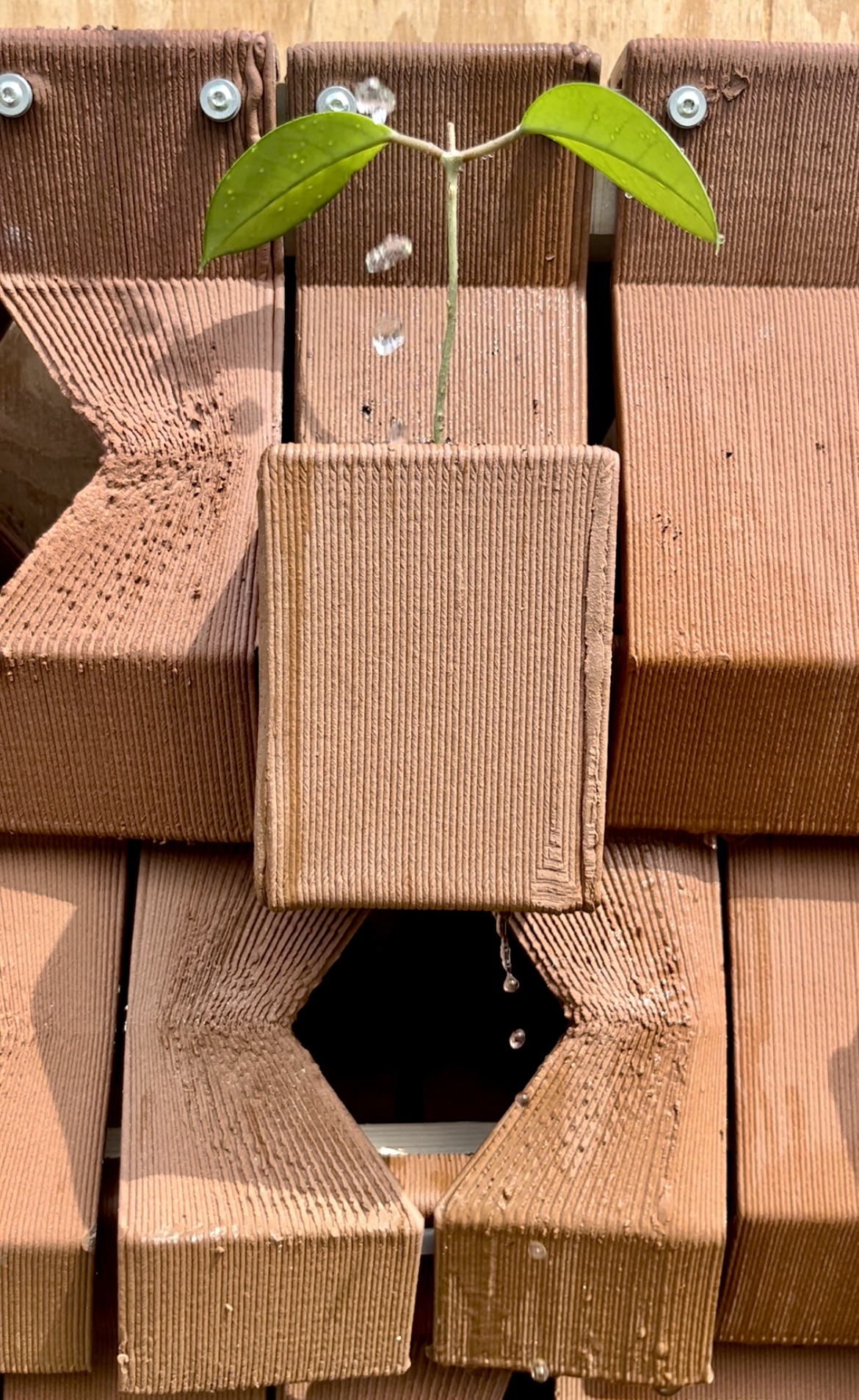 Ecological Tectonics - Collective Meander