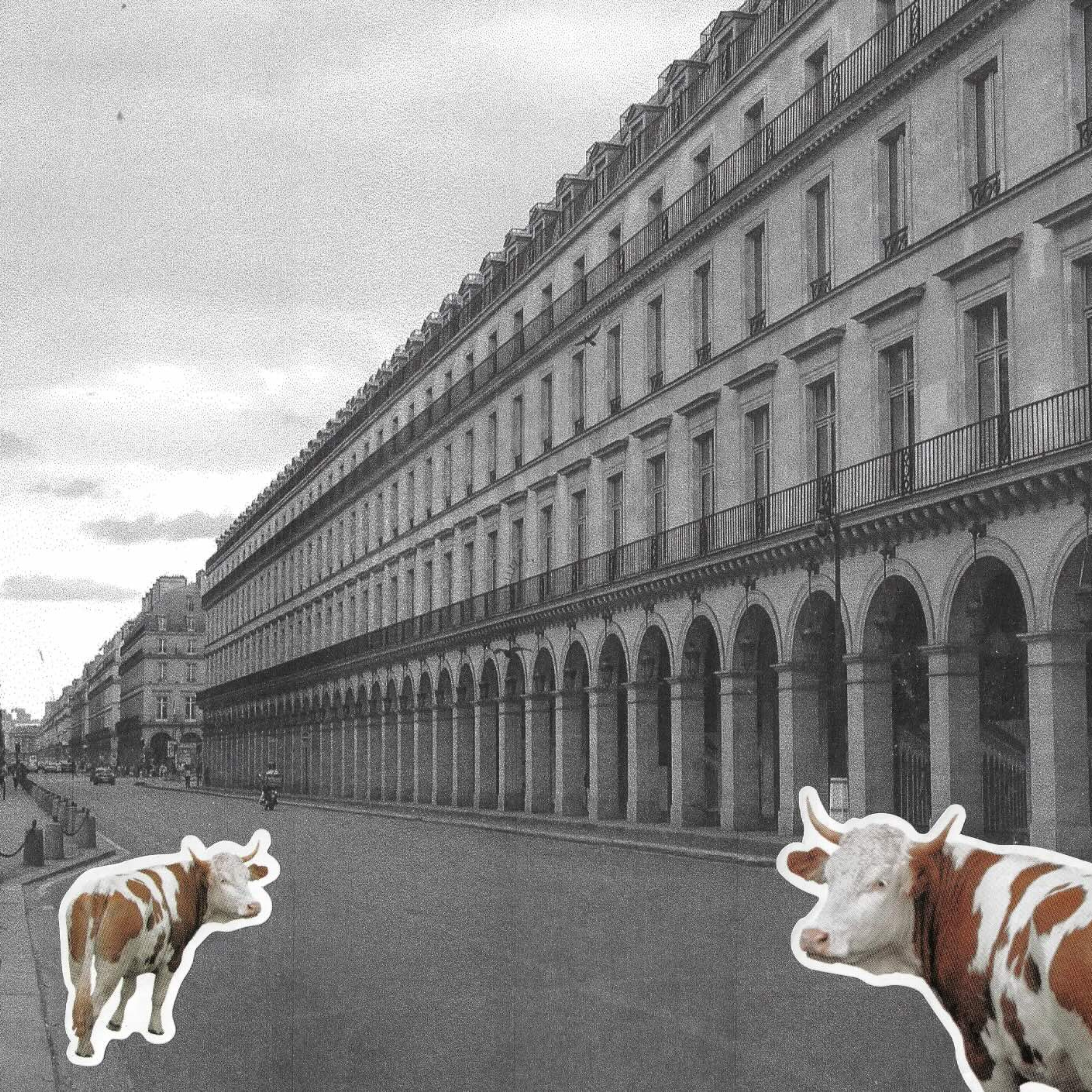 An image of Paris streetscape with cows 