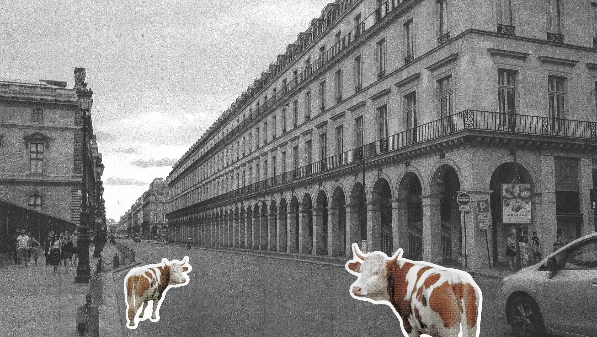 An image of Paris streetscape with cows 