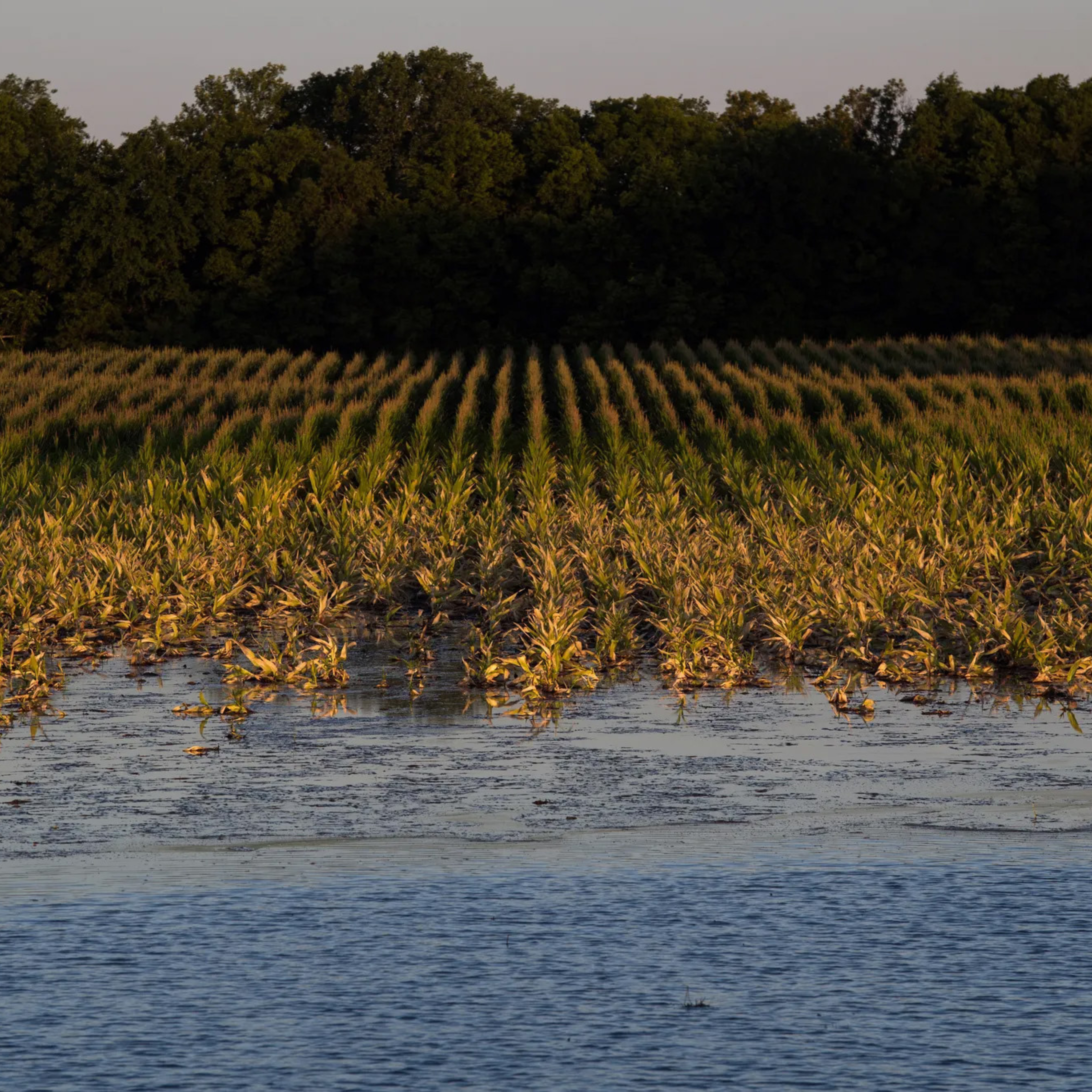 Flooded cornfield