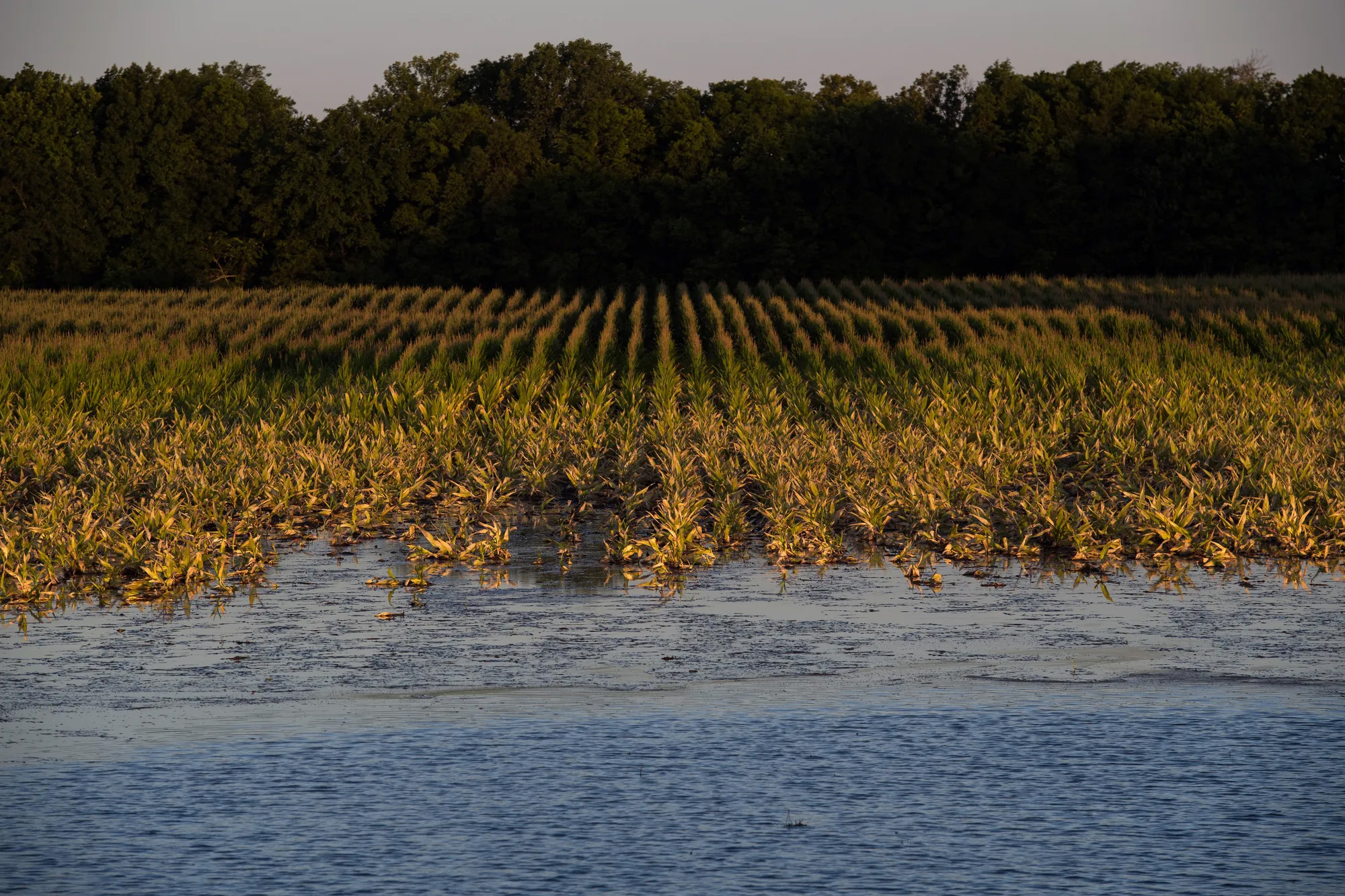 Flooded cornfield