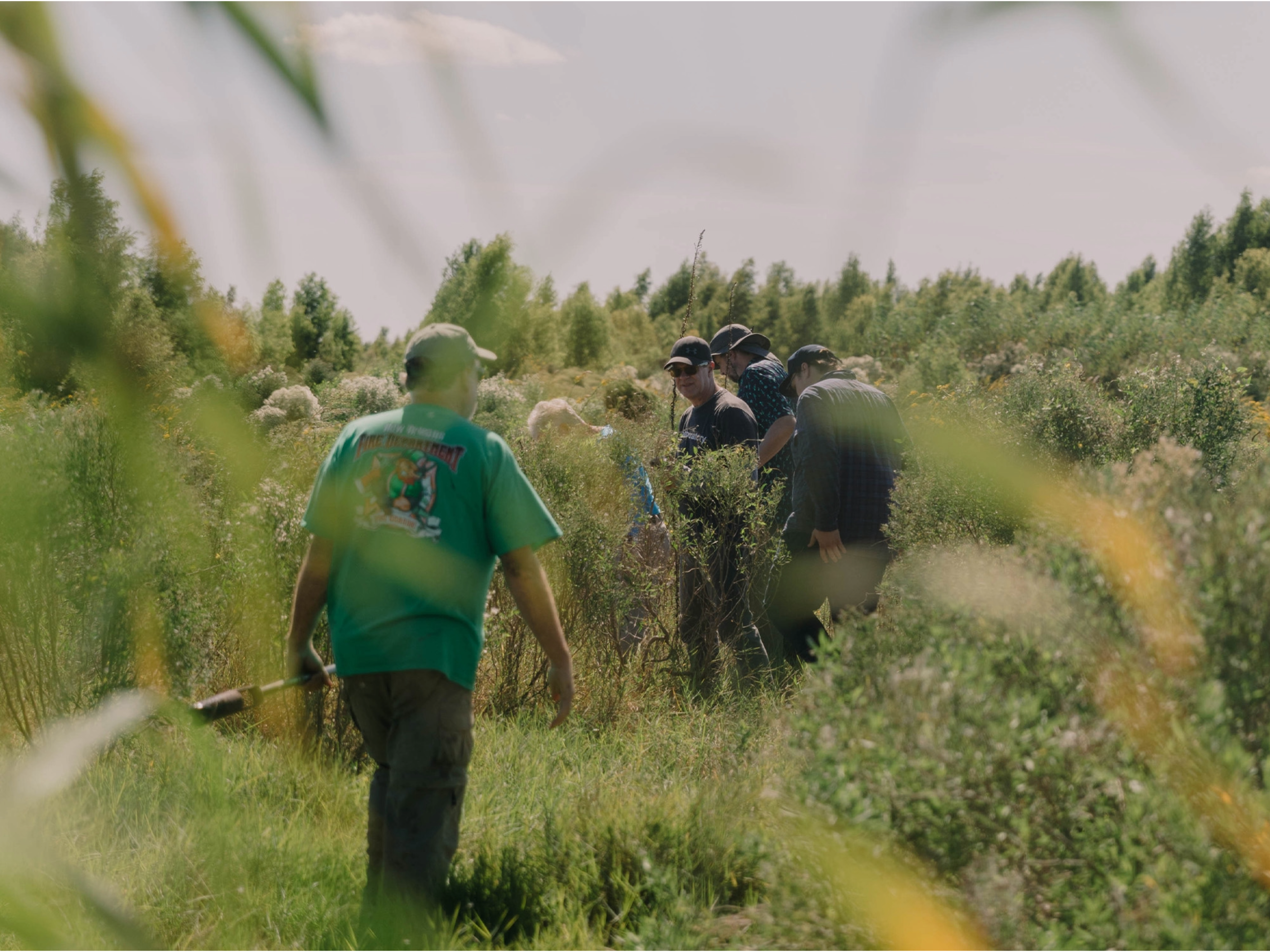 Volunteers walk through tall grasses, closest volunteer wearing a green shirt and a baseball cap