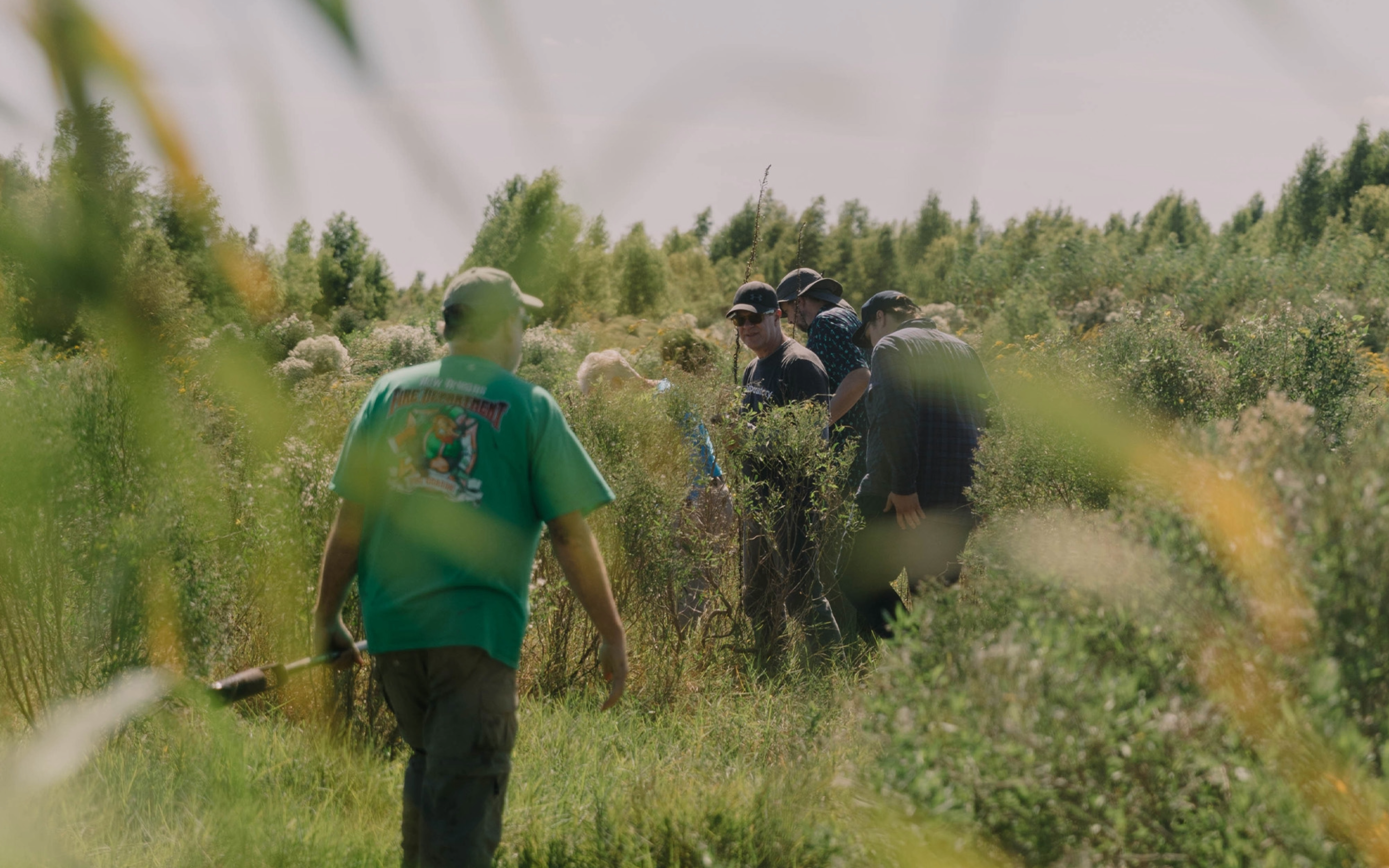 Volunteers walk through tall grasses, closest volunteer wearing a green shirt and a baseball cap