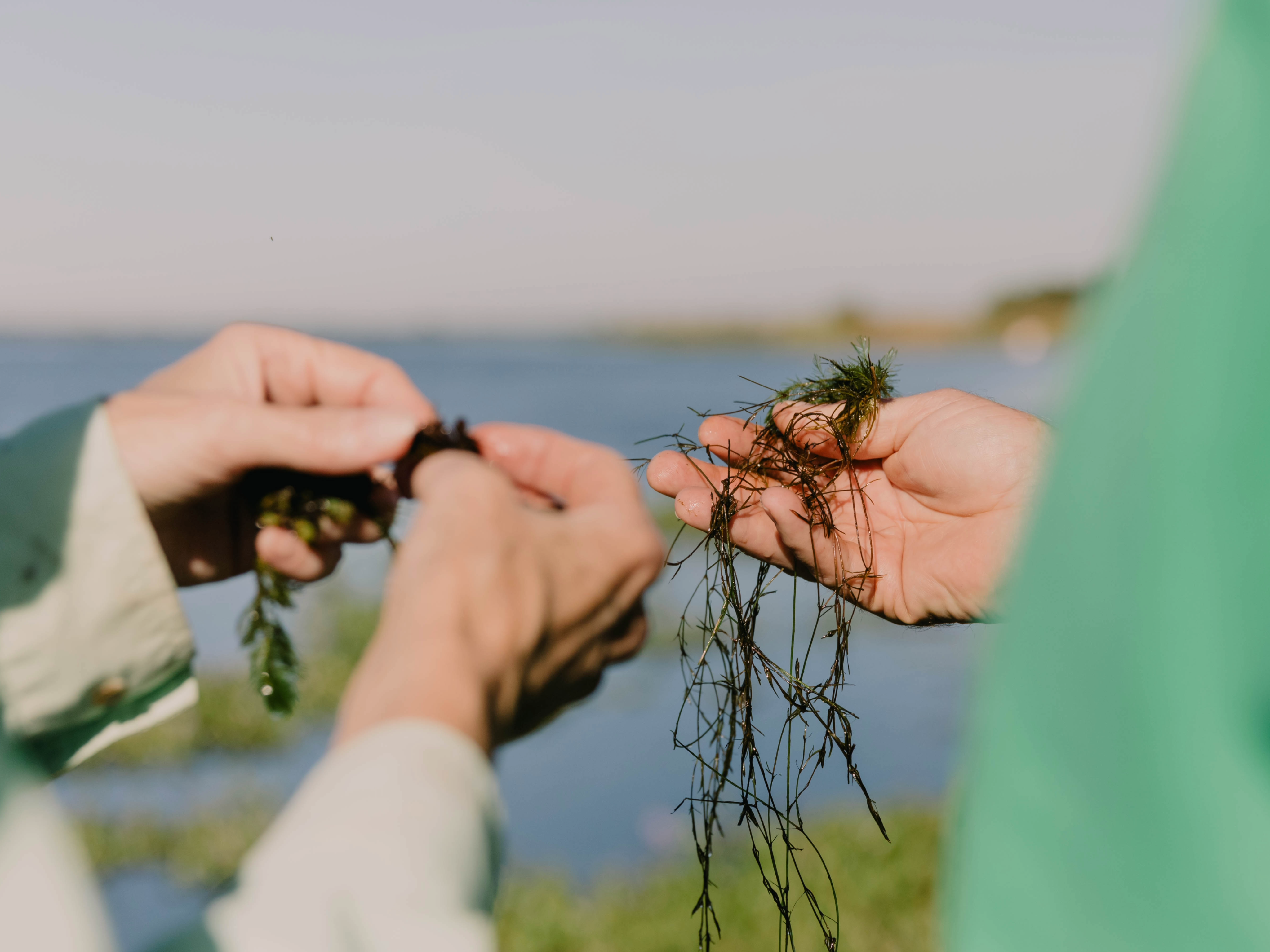 Three hands holding up collected algae and plants with a lake in the background