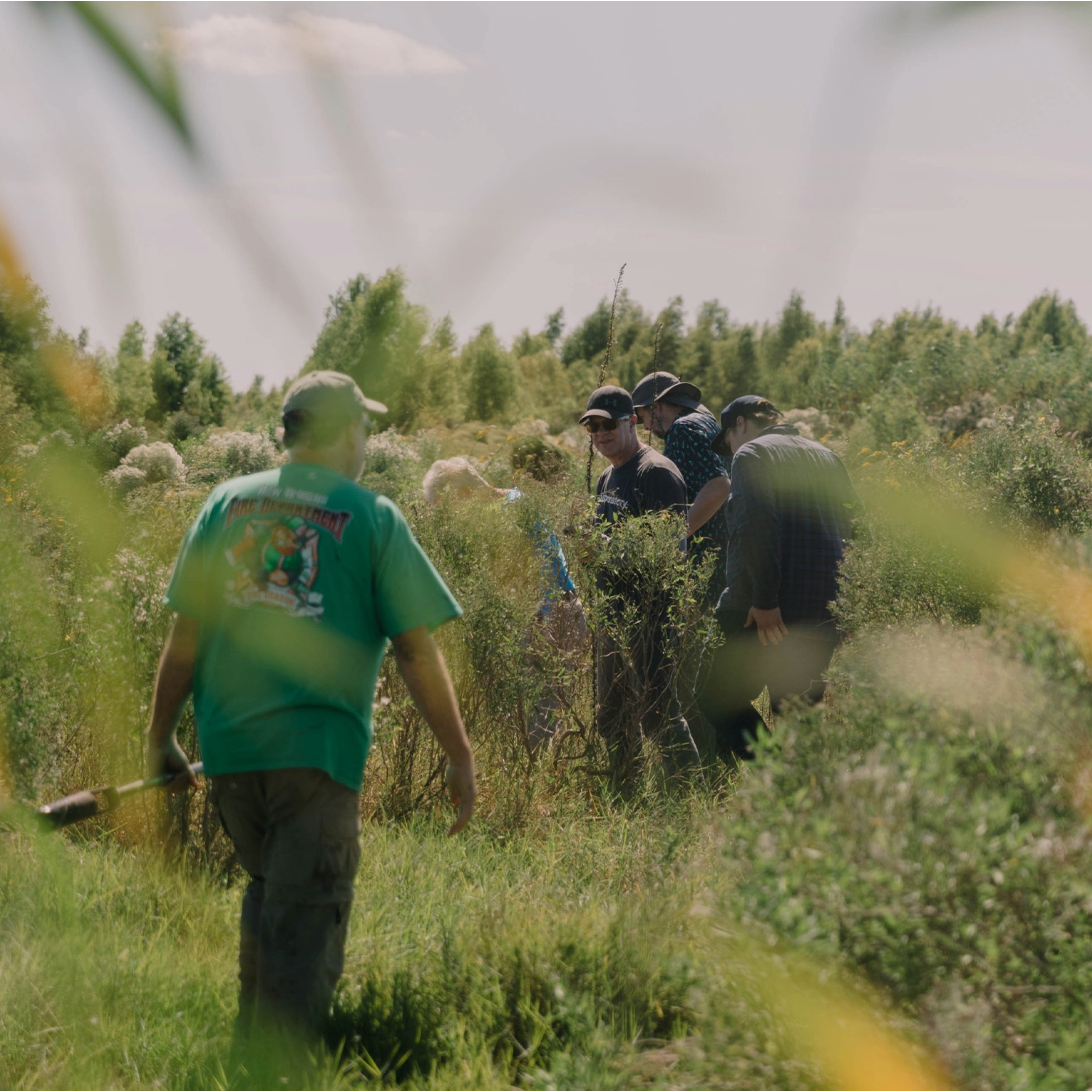 Group of volunteers walking in tall grasses, closest one to camera wearing green shirt and baseball cap