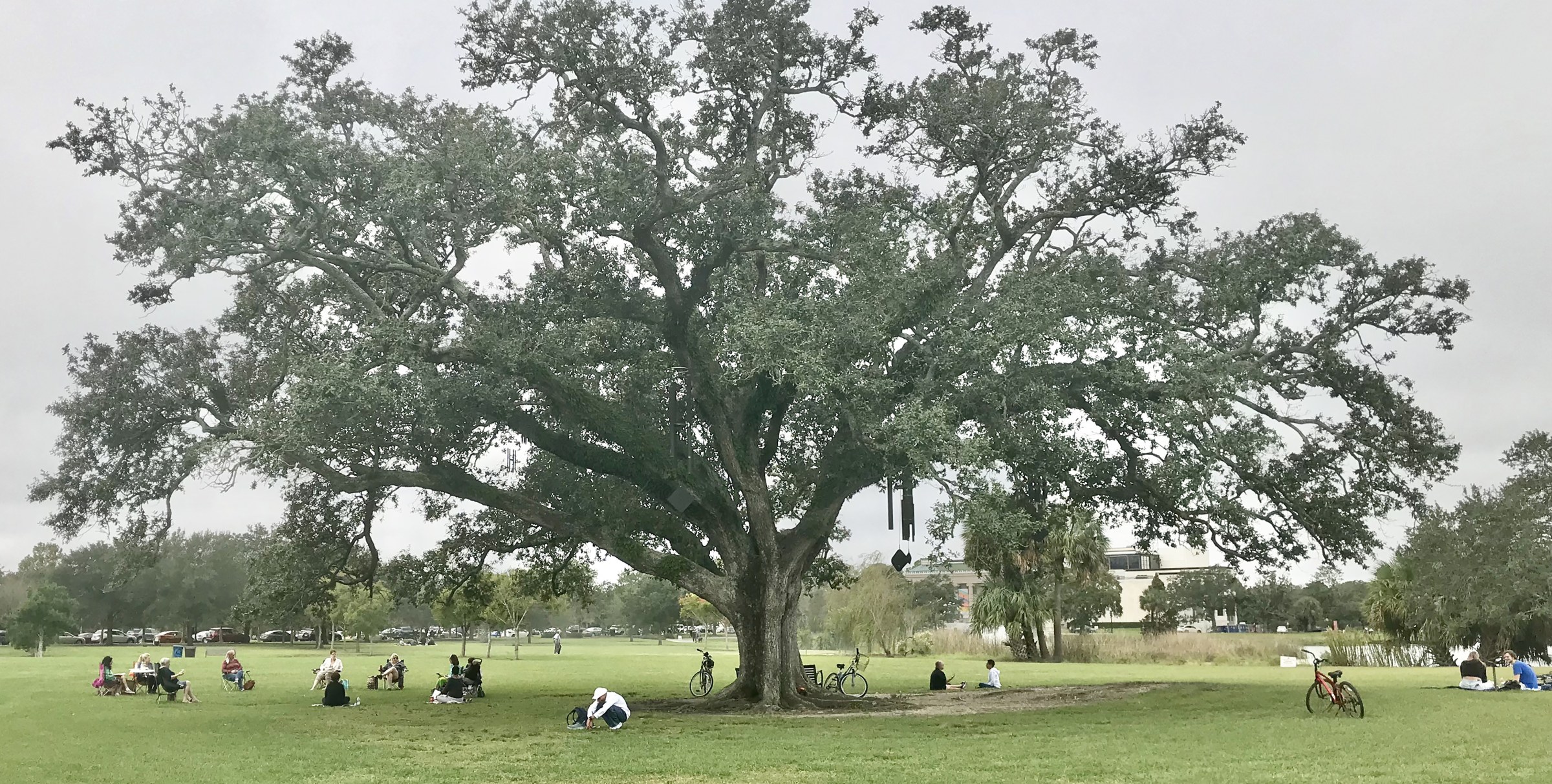 Image of large oak tree with people sitting under and around it