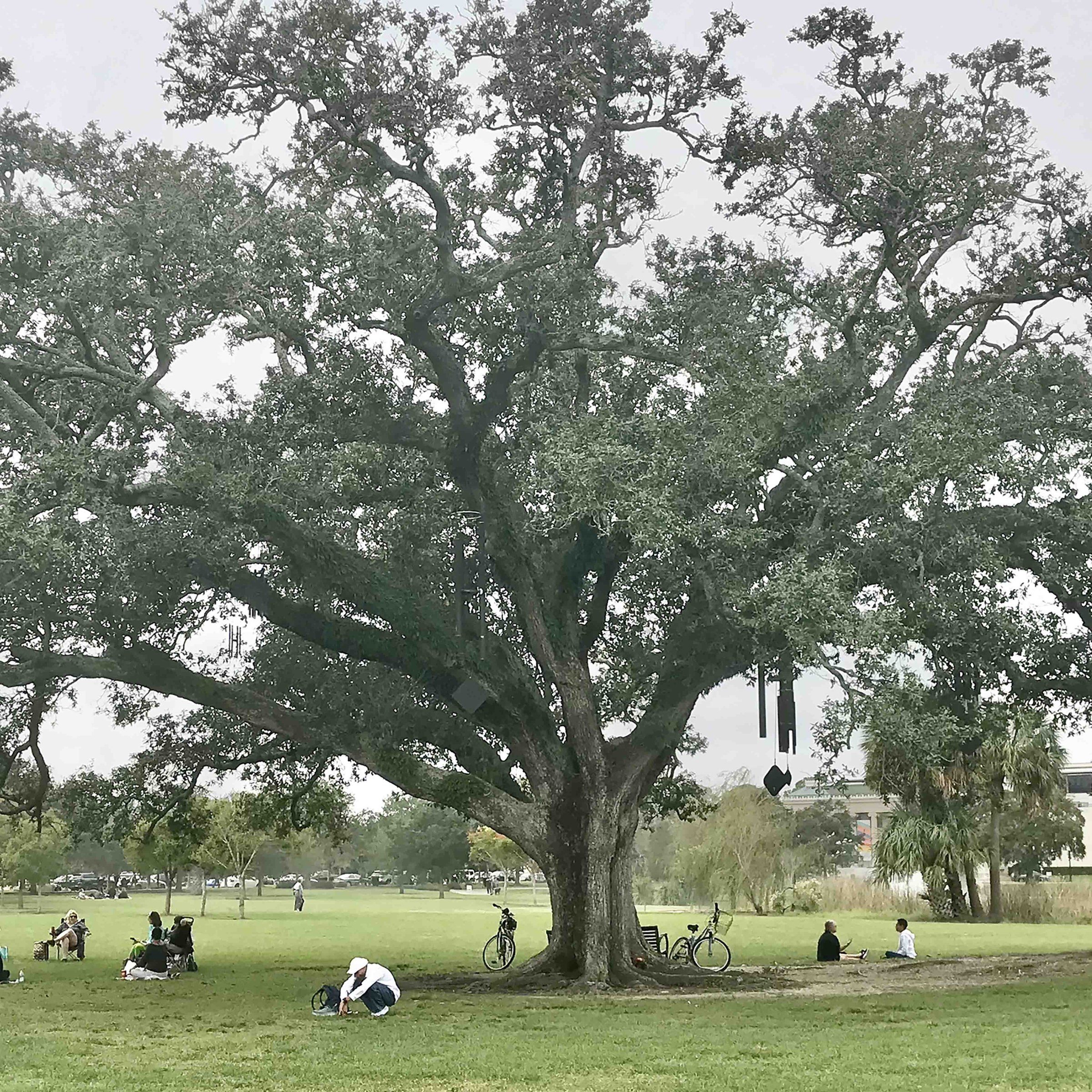 Photo of large oak tree with people sitting underneath and around