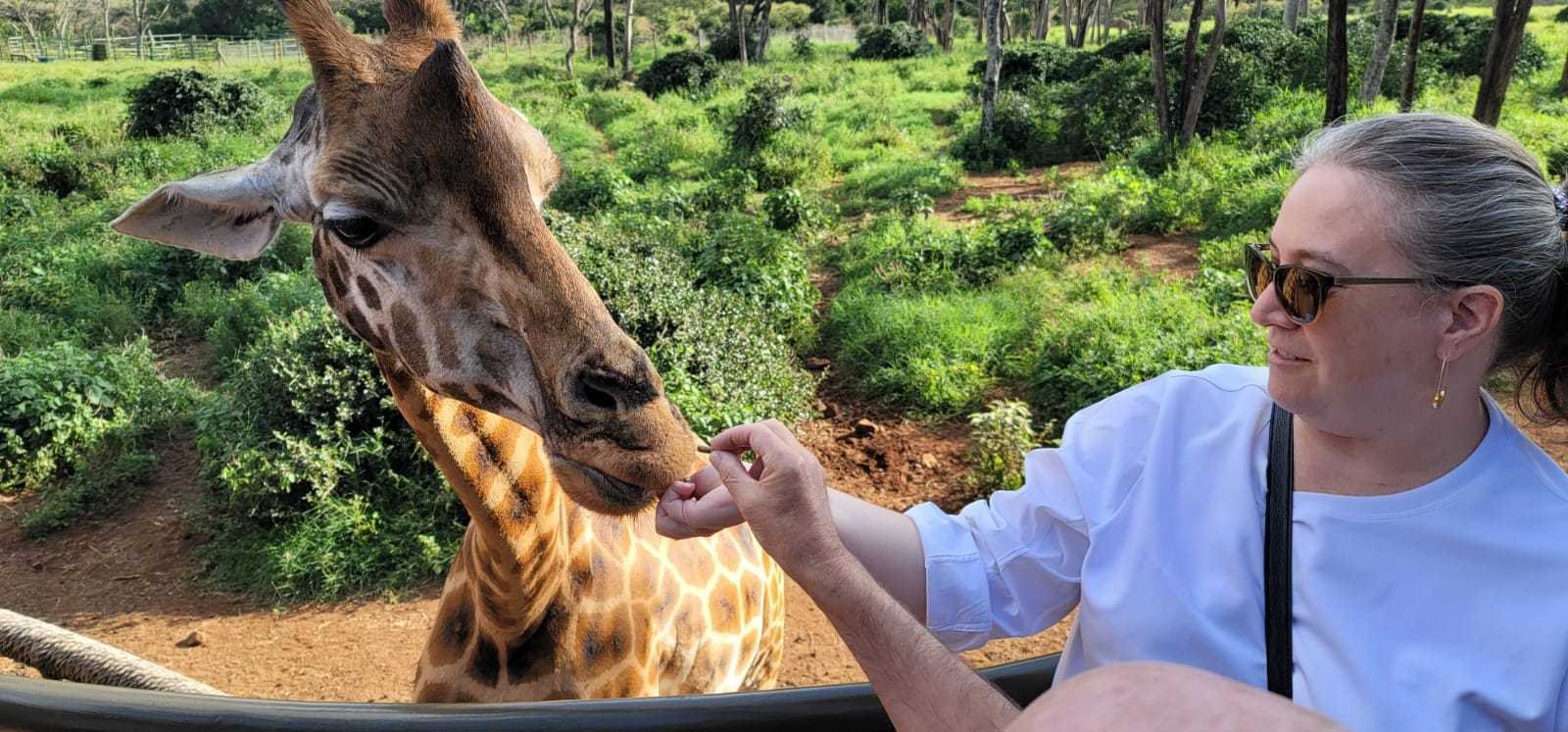 giraffe interacting at the Giraffe Center Nairobi