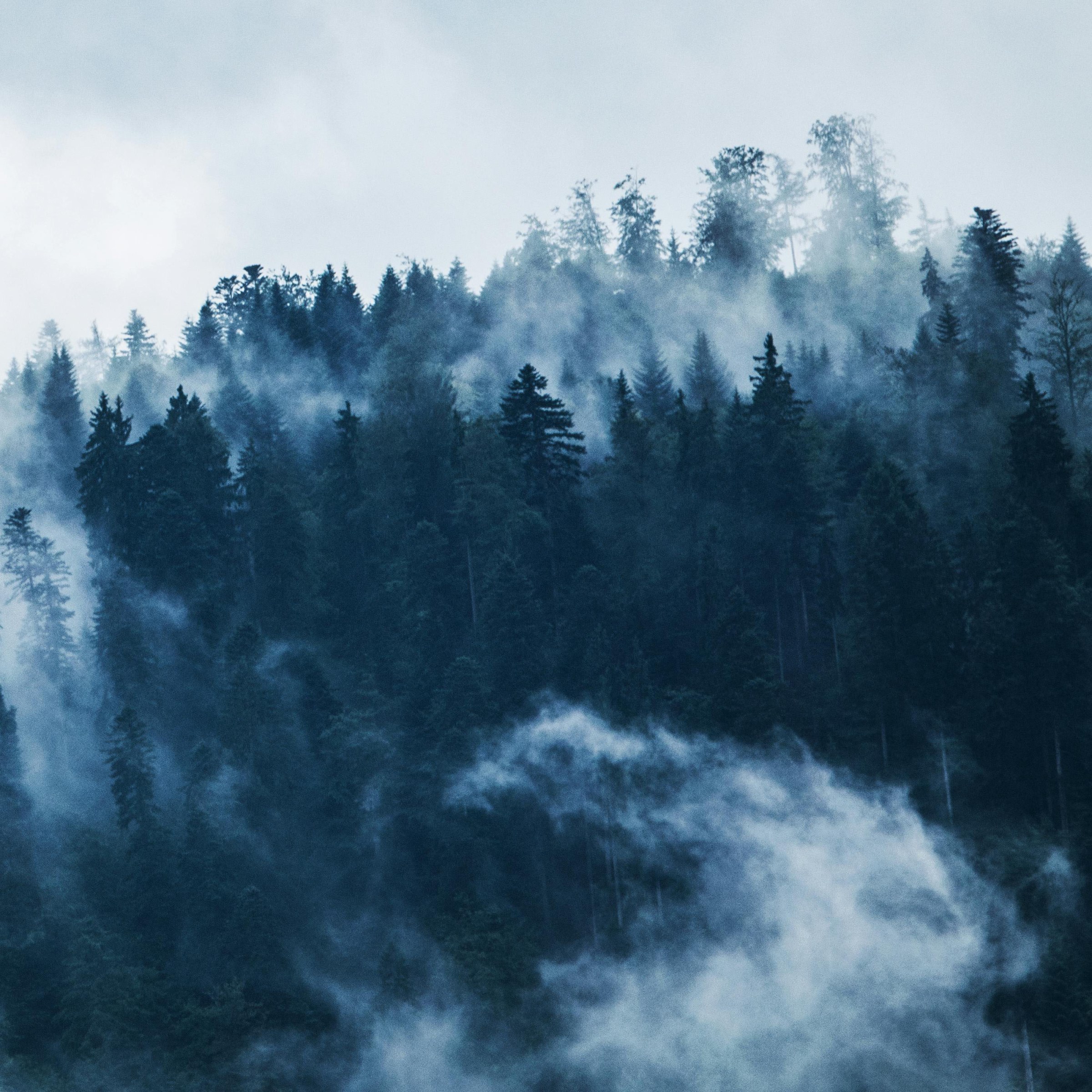 aerial view of a forest with smoke from fires.