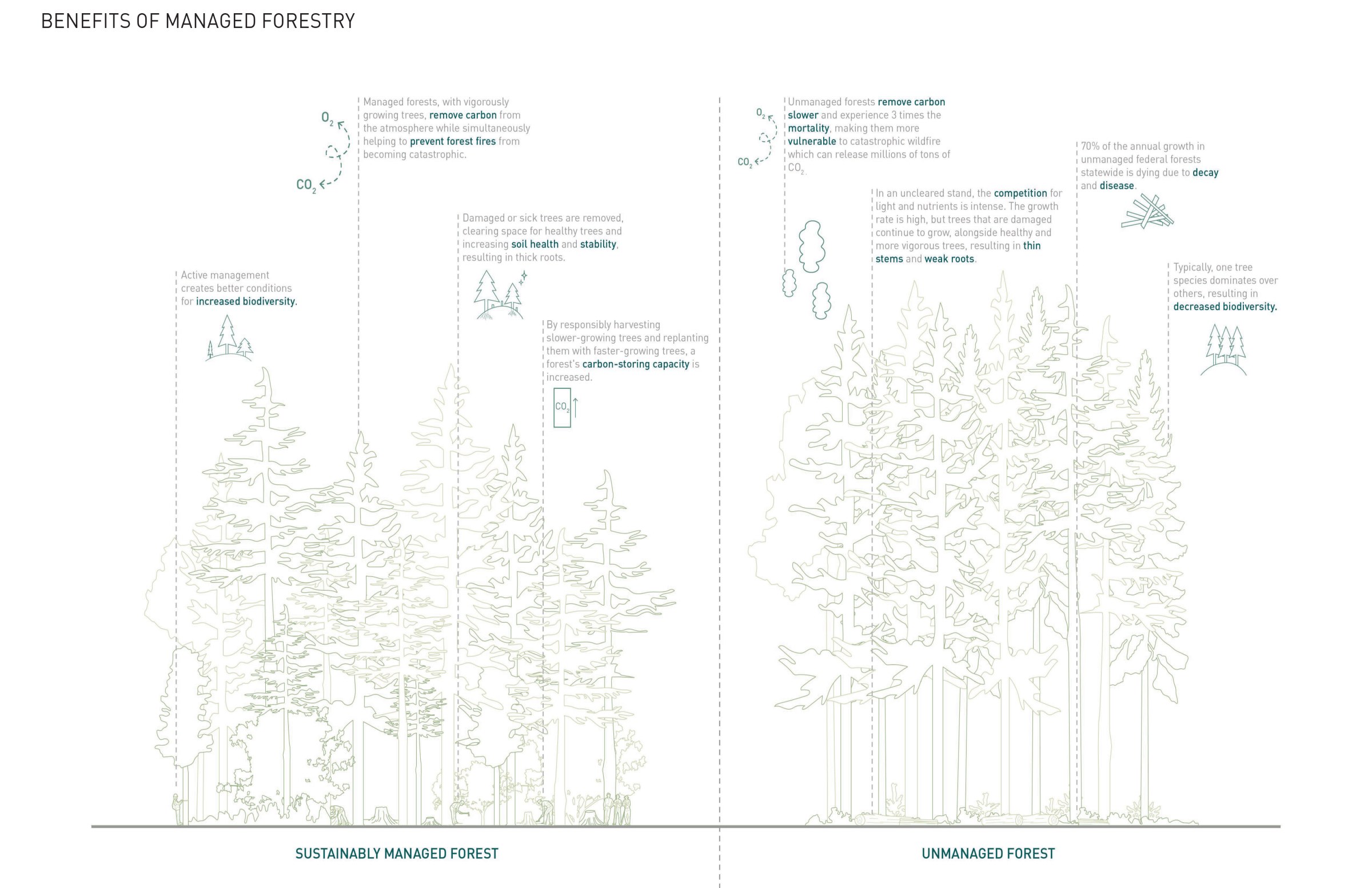 Long-Term Forest Resiliency