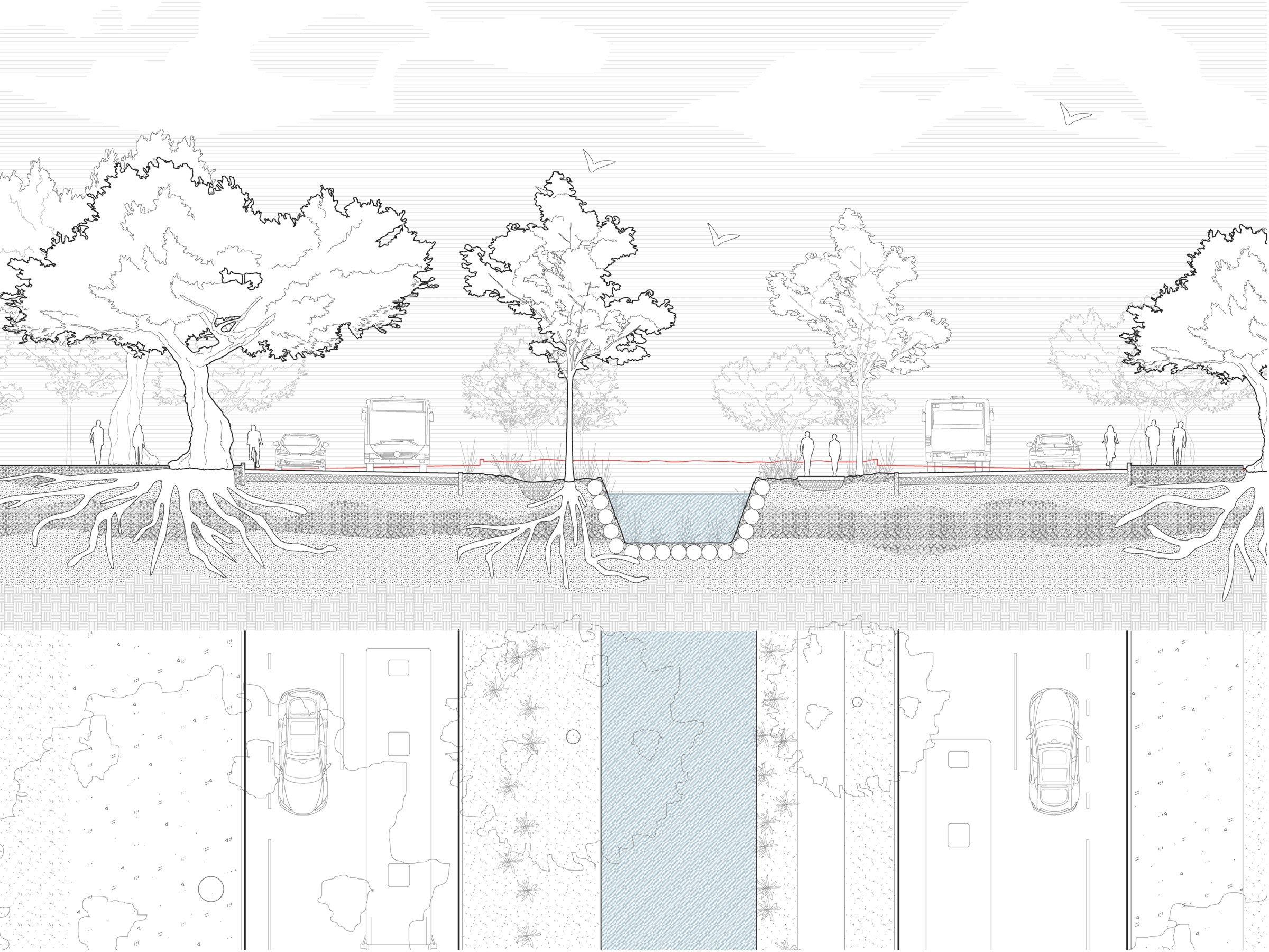 Section drawing of a streetscape with drainage, vegetation, walking, biking, automobiles all incorporated.