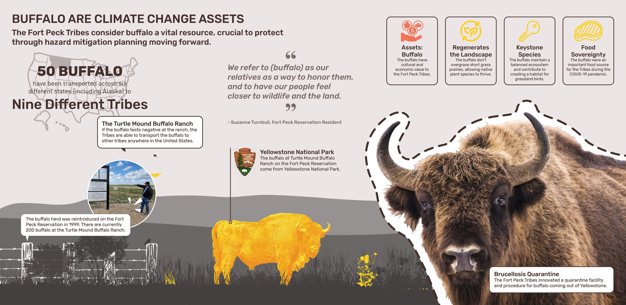 A graphic about buffalo as climate change assets. 