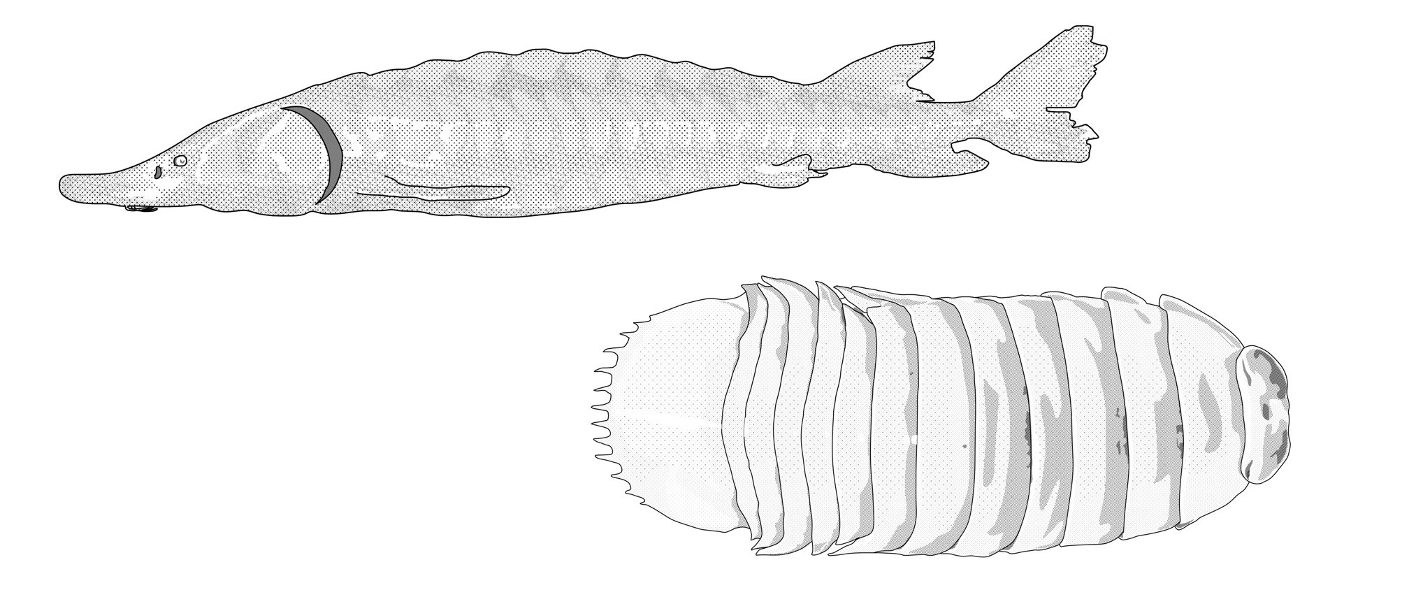 Fish Diagrams